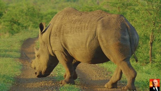 Дикая природа Африки – часть 2 _ смотреть онлайн