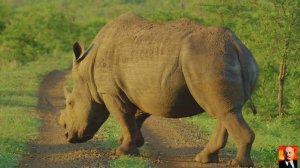 Дикая природа Африки – часть 2 _