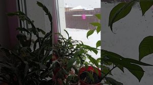 Чудо подкормка от возвратных холодов, из самых простых продуктов! Дëшево и эффективно!