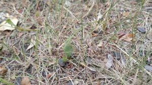 жук солдатик бежит вреди травы, весна в деревне, деревенская жизнь, природа