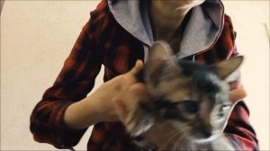 Бенгальские котята 2,5 месяца