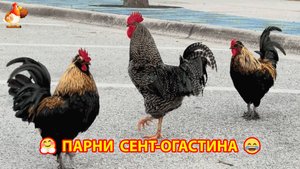Петухи гуляют на улице в Сент-Огастине 🐓🐓🐓 Шикарные парни ❣️🤗😂