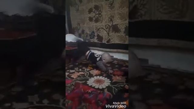 Шок бала смотреть онлайн