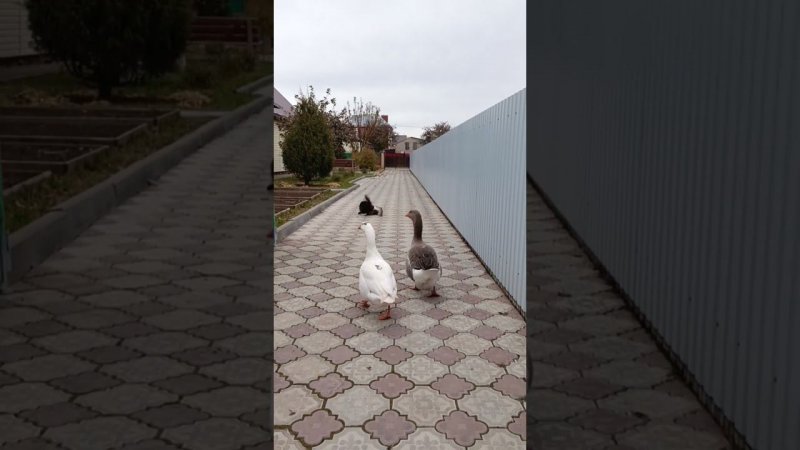 Гуси и котовые разборки  #goose #cat