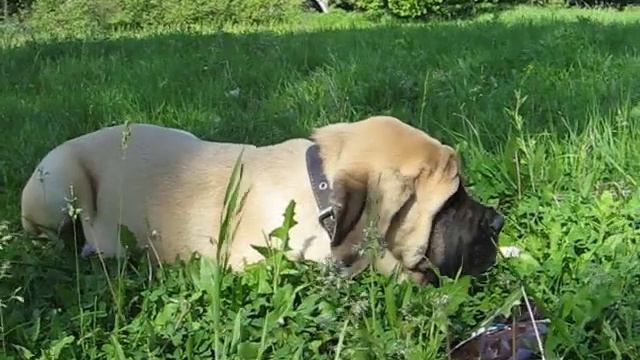 Английский мастиф English Mastiff смотреть онлайн