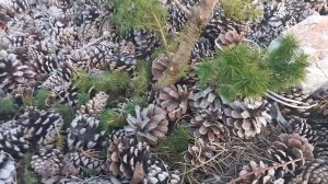 Ниваки из ели "КОНИКА", результат трёхлетнего формирования.