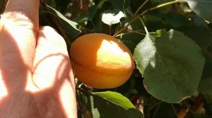 Абрикос Вертідж. Apricot Vertige. Новий, самоплідний, невибагливий сорт з гарними якостями.