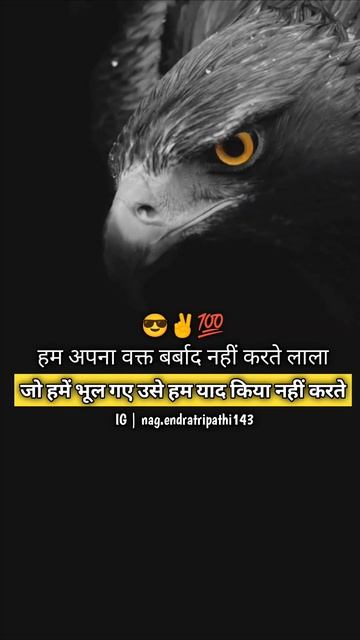 #eagle #birds #bird #nature #wildlife #eagles #birdsofinstagram #baldeagle #birdsofprey