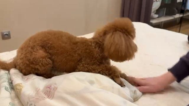 Собачья считалка