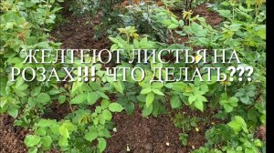 Розы. Желтеют листья на розах. Причины и что делать??? Немного о слепых побегах.....