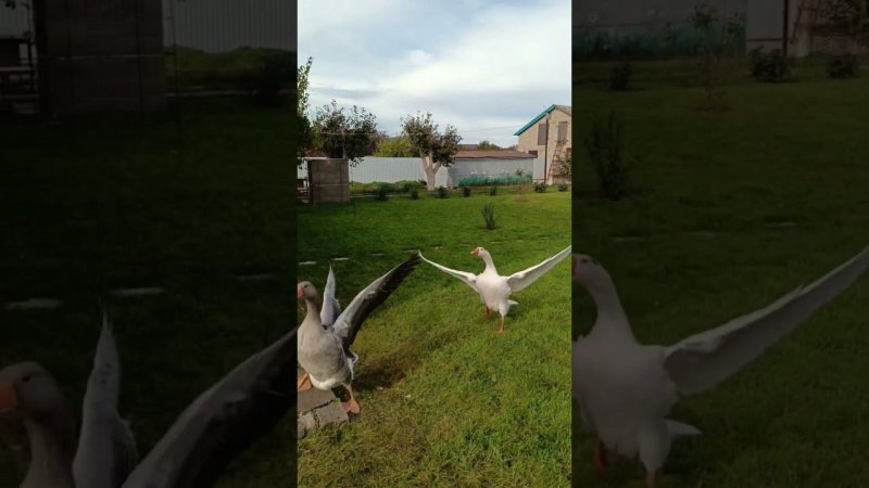 Мои хвостики  #goose