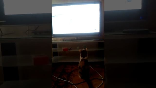 Кэтти смотрит zoo tv смотреть онлайн