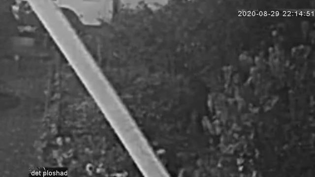 Воровка цветов с чёрным пуделем! смотреть онлайн