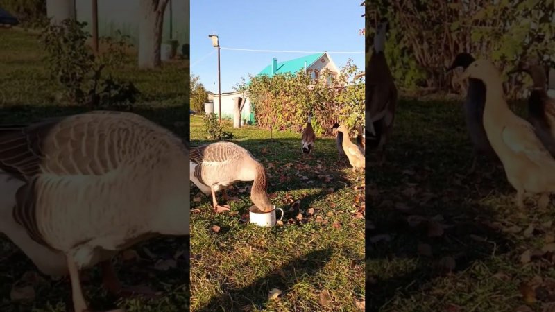 Жадный гусь Серёжа #goose