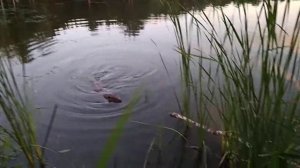 бобер ручной