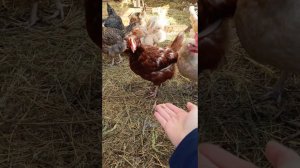 Наши сугробы, куры и коты.