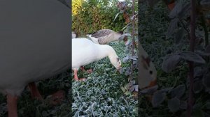 Ночью было -3С⁰! Первые заморозки этой осенью.Высаживаю деревья, пересадила малину.