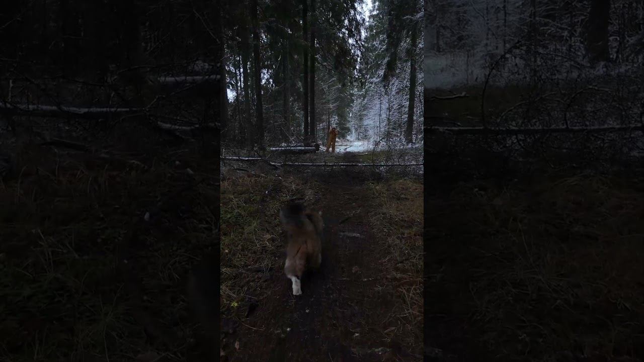 Сентиментальный Плюх.