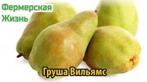 Груша Вильямс – мечта садоводов