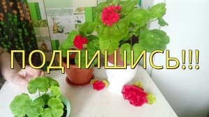 Пересадка укорененных черенков Герани