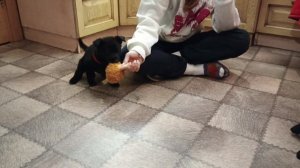 "В" из Розы Ветров (красная лента). Щенок немецкой овчарки.