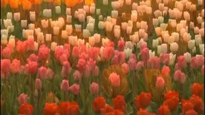 Ксения Лапицкая - С Тобой, Христос