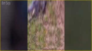 Scariest Animal Encounters Caught on Camera!