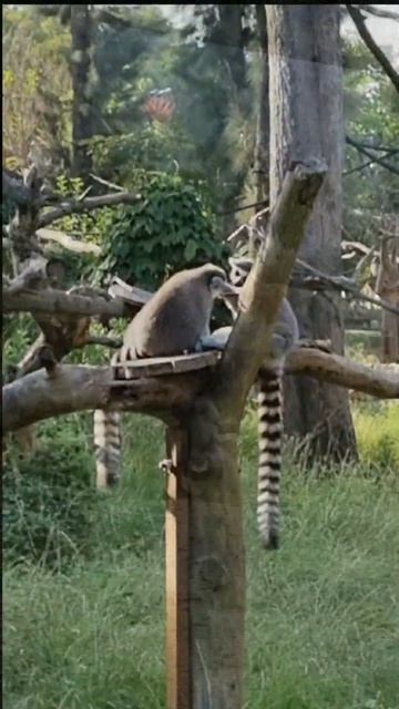 respect #shorts #monkey #lemur смотреть онлайн