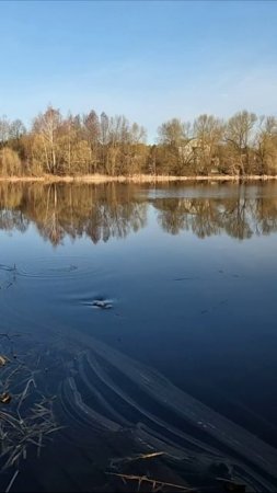 Вот он первый