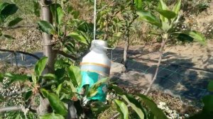 importance of fruit thinning.