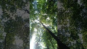 forest_and_singinbowls.mp4