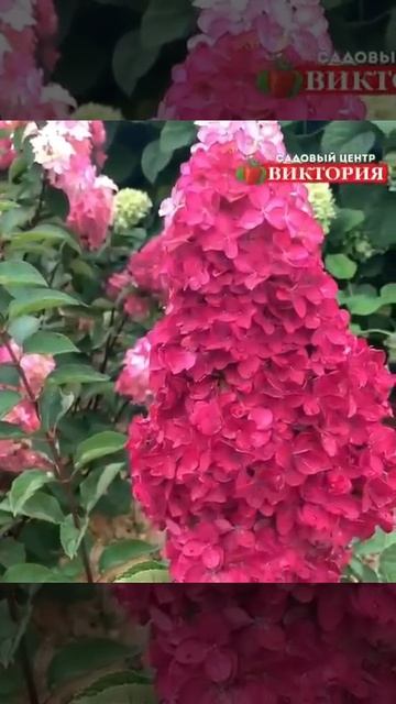Гортензия Фрайз Мельба