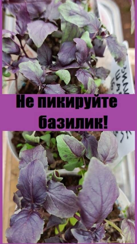 Не пикируйте базилик, он не любит пересадку!