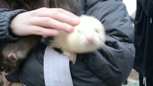 Грин и Олива смотреть онлайн