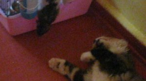 Кошка и крысята..Вылезайте и будьте как дома.