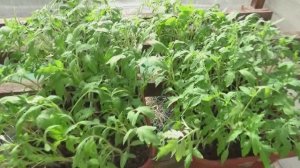 Обзор погоды, рассады томатов, огурцов, перца 6 апреля.