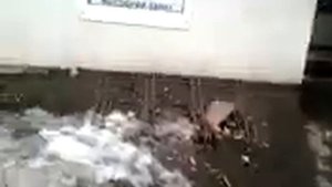 МарёвоЛев шагает по Марёво 09.09.13.