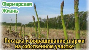 Посадка и выращивание спаржи на собственном участке