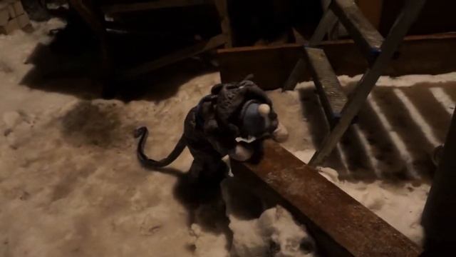 Моменты прогулок, мартышка Юппи (часть 2) смотреть онлайн