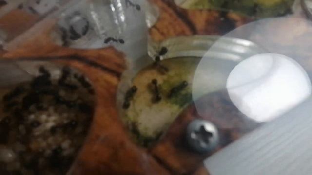 охота на личинок жука знахаря смотреть онлайн