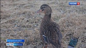 Сегодня в Костромской области стартовала весенняя охота на пернатую дичь
