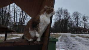 Кот Плюха исследует усадьбу.