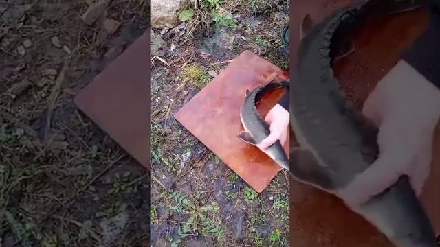 разделка осетра визига