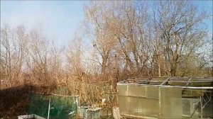 Сад/как перезимовали/гнездо коршунов/разговоры