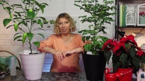 Профессиональная замена борной кислоты для подкормок растений