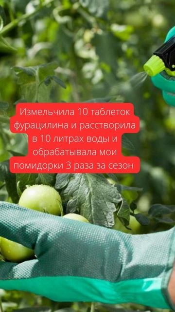 Как Защитить Помидоры От Фитофторы! Рабочее Средство За Копейки от Фитофтороза #shorts смотреть онлайн