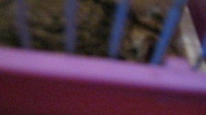 .Кошка и крысята.Люси и постояльцы