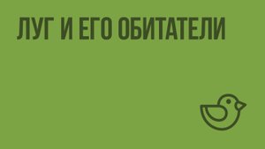 Луг и его обитатели. Видеоурок по окружающему миру 3  класс