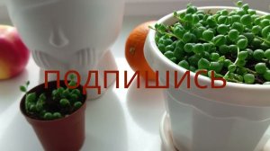Крестовник  Роули, зелёный