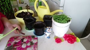 Укоренения листиками Фиалки